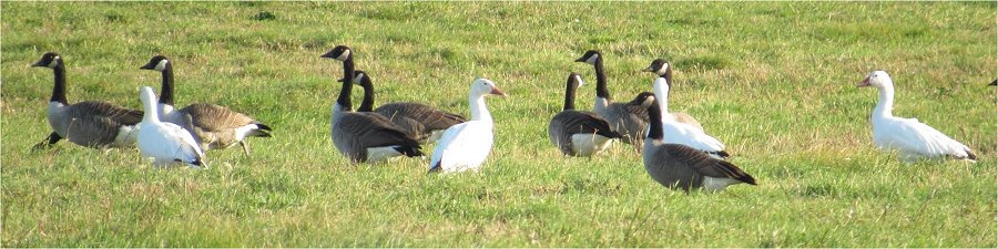 Snow Geese at Bridgetown on Oct. 8, 2021 - Larry Neily